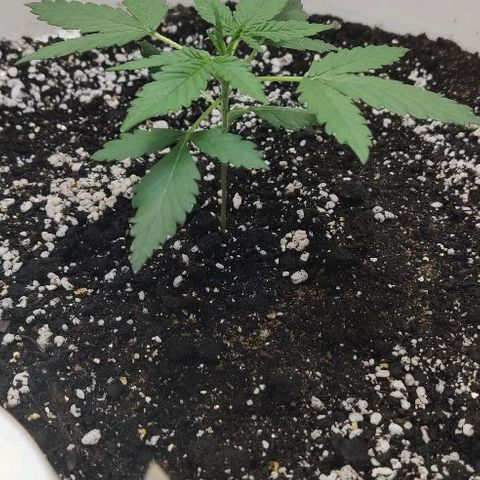 LSD-25 growlog timeline photo