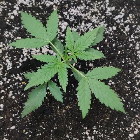 LSD-25 growlog timeline photo