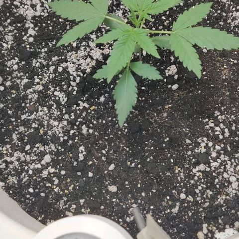 LSD-25 growlog timeline photo