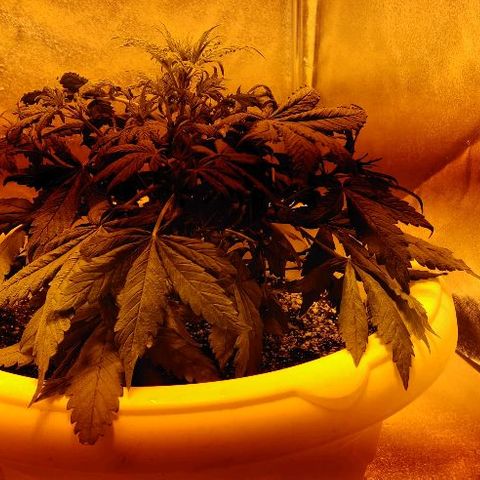 LSD-25 growlog timeline photo