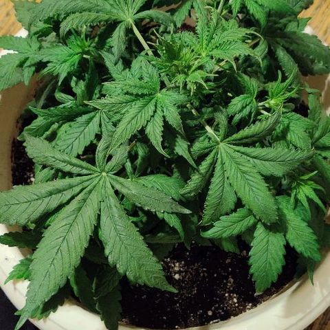 LSD-25 growlog timeline photo