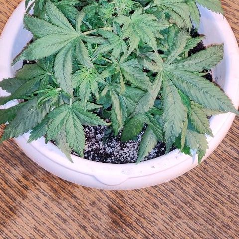 LSD-25 growlog timeline photo