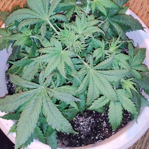 LSD-25 growlog timeline photo