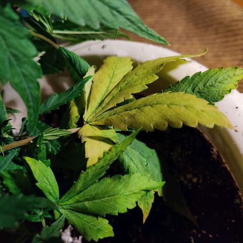 LSD-25 growlog timeline photo