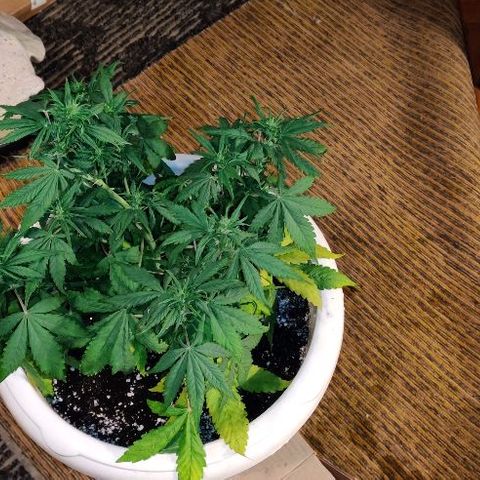 LSD-25 growlog timeline photo