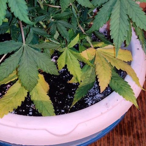 LSD-25 growlog timeline photo