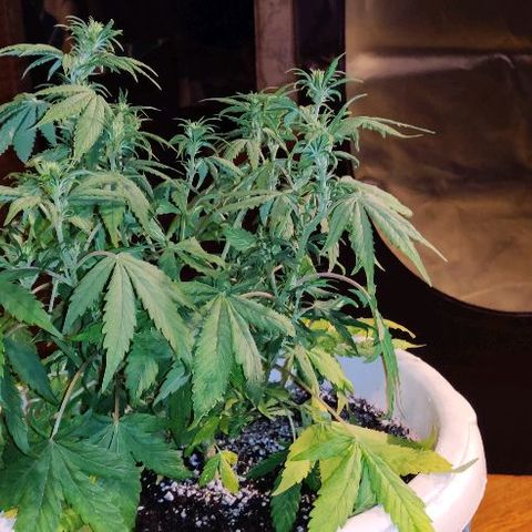 LSD-25 growlog timeline photo