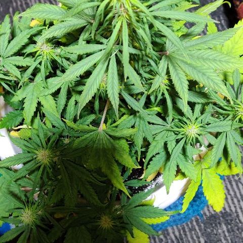 LSD-25 growlog timeline photo