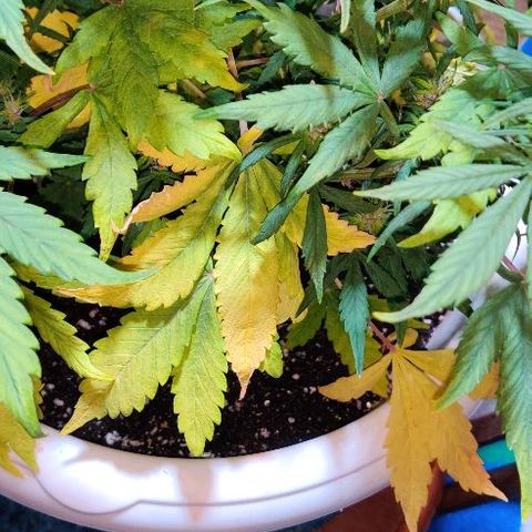 LSD-25 growlog timeline photo