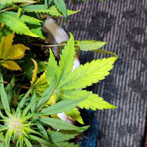 LSD-25 growlog timeline photo