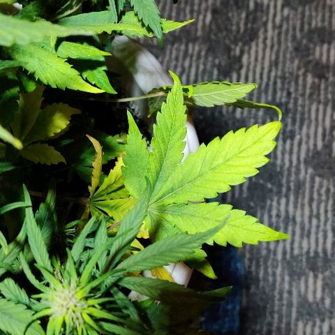 LSD-25 growlog timeline photo