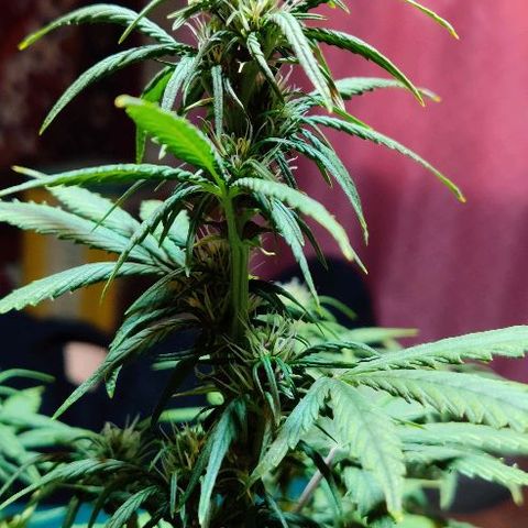LSD-25 growlog timeline photo