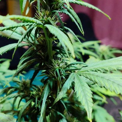 LSD-25 growlog timeline photo