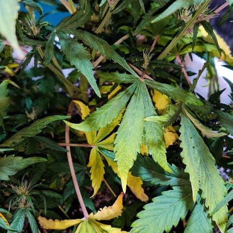 LSD-25 growlog timeline photo