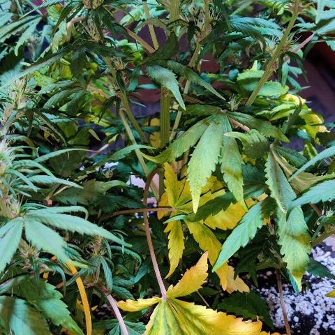 LSD-25 growlog timeline photo