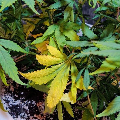 LSD-25 growlog timeline photo