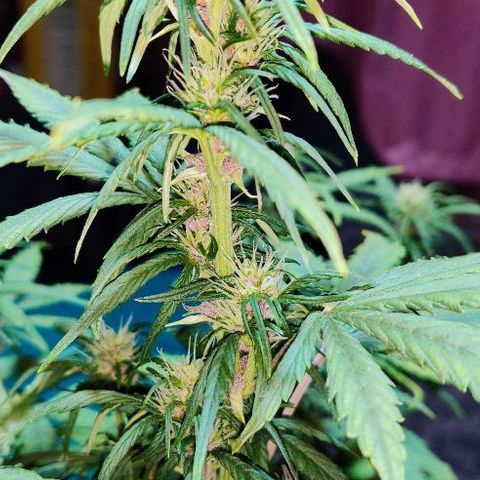 LSD-25 growlog timeline photo