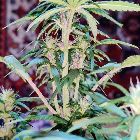 LSD-25 growlog timeline photo