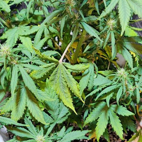 LSD-25 growlog timeline photo