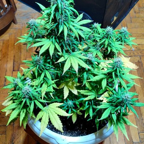 LSD-25 growlog timeline photo