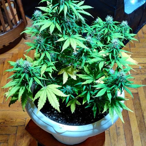 LSD-25 growlog timeline photo
