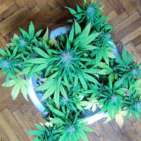 LSD-25 growlog timeline photo