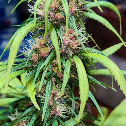 LSD-25 growlog timeline photo