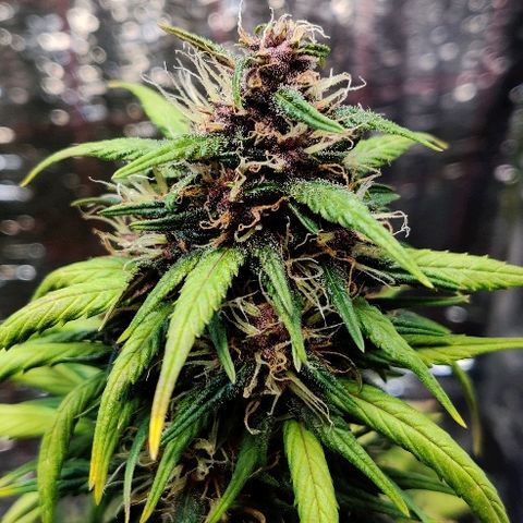LSD-25 growlog timeline photo