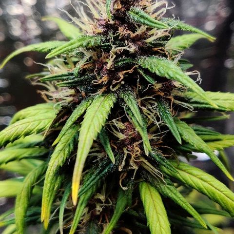 LSD-25 growlog timeline photo
