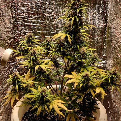 LSD-25 growlog timeline photo