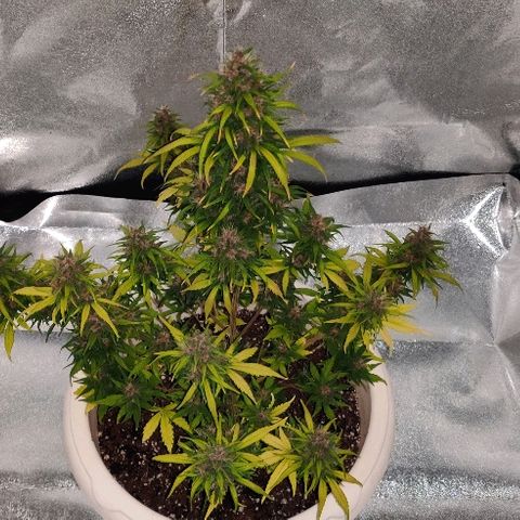 LSD-25 growlog timeline photo
