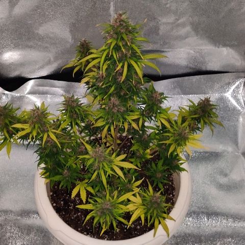 LSD-25 growlog timeline photo