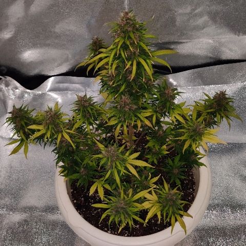 LSD-25 growlog timeline photo