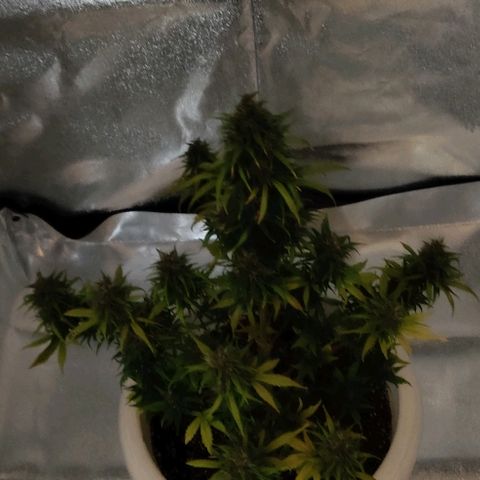 LSD-25 growlog timeline photo