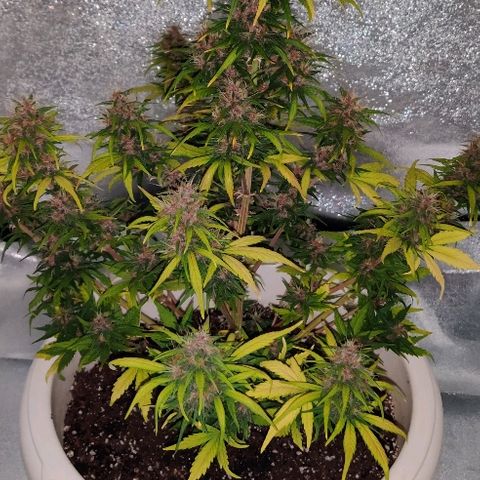 LSD-25 growlog timeline photo