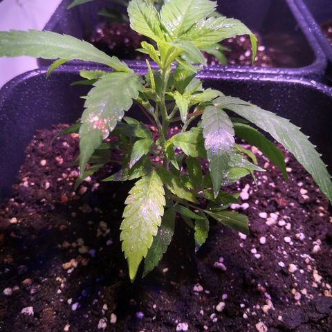 JH4 growlog timeline photo