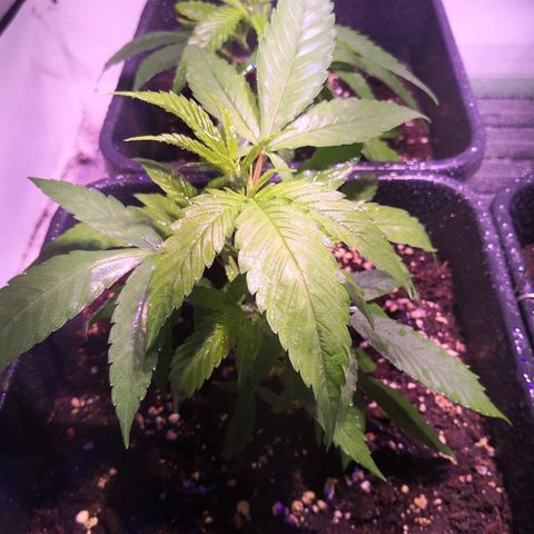 JH4 growlog timeline photo
