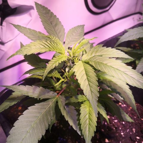 JH4 growlog timeline photo