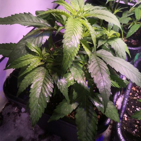 JH4 growlog timeline photo