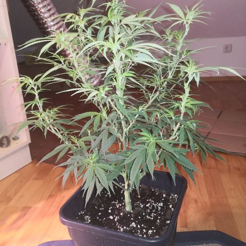 JH4 growlog timeline photo