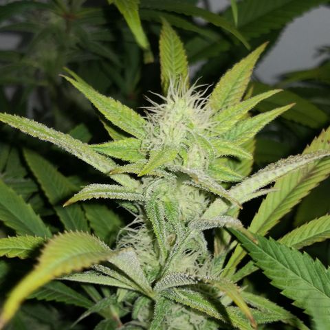 JH11 growlog timeline photo