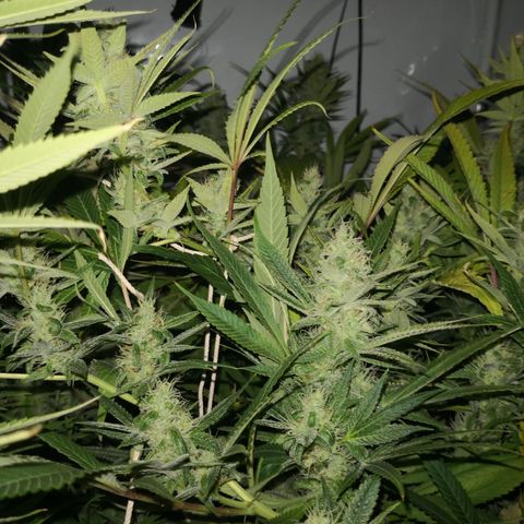 JH11 growlog timeline photo