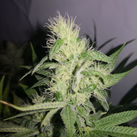 JH11 growlog timeline photo