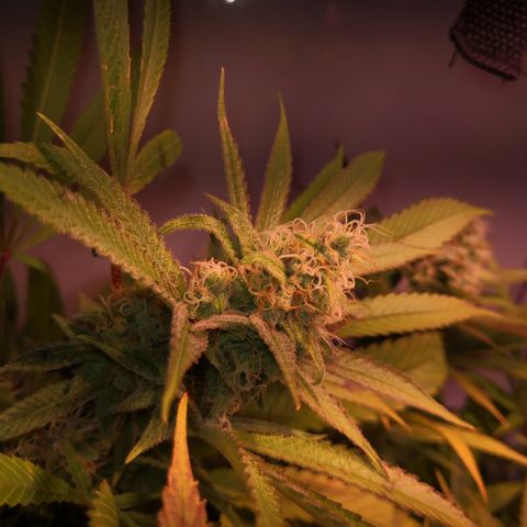 JH11 growlog timeline photo