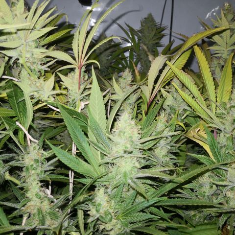 JH11 growlog timeline photo