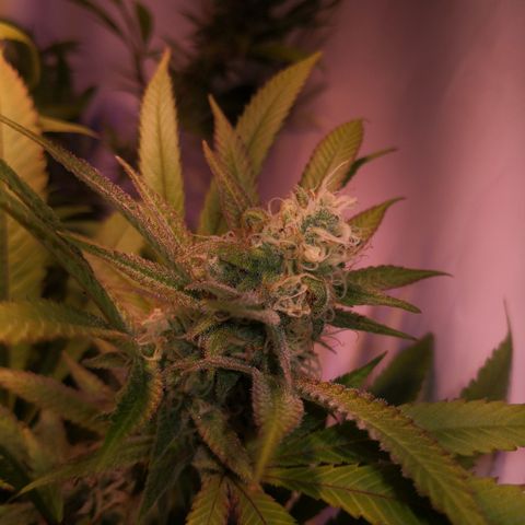 JH11 growlog timeline photo