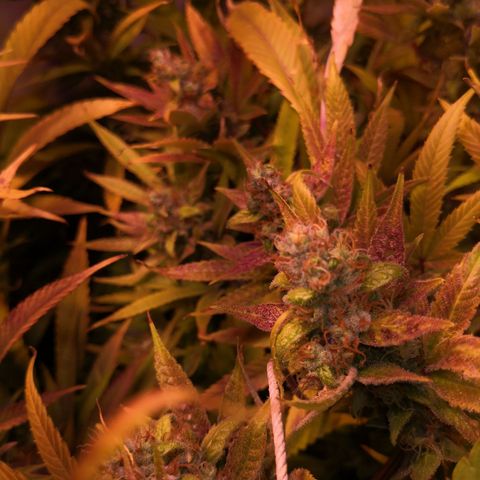 JH11 growlog timeline photo