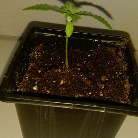 Silver Haze #1 growlog timeline photo