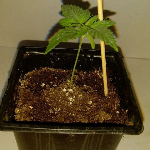 Silver Haze #1 growlog timeline photo