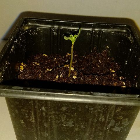 Michka #1 growlog timeline photo
